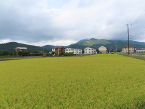 IMG_4395.jpg