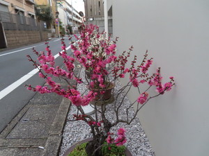 IMG_7016.jpg