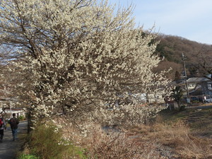 IMG_7130.jpg