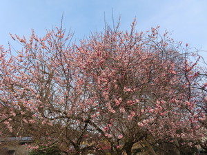 IMG_7178.jpg
