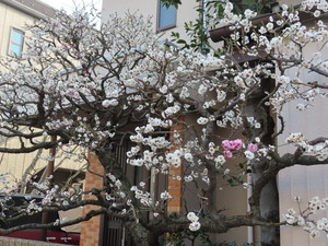 IMG_7217.jpg
