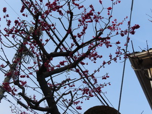 IMG_7218.jpg