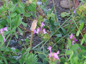 IMG_7276.jpg