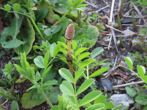 IMG_7277.jpg