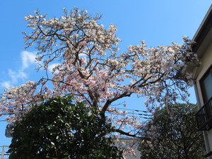 IMG_7300.jpg
