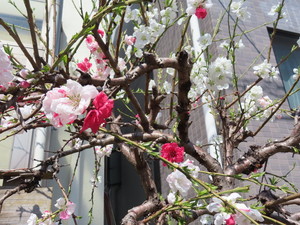 IMG_7303.jpg