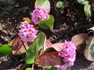 IMG_7327.jpg