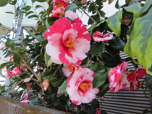 IMG_7335.jpg