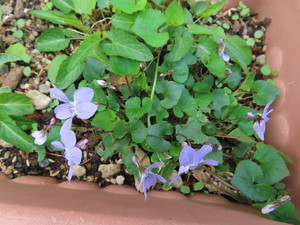 IMG_7341.jpg