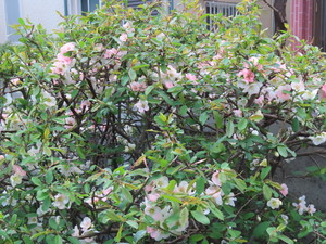 IMG_7342.jpg