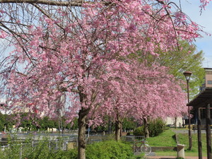 IMG_7470.jpg