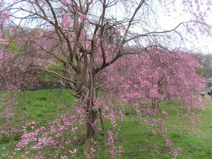 IMG_7495.jpg