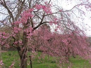 IMG_7496.jpg