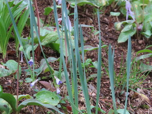 IMG_7520.jpg