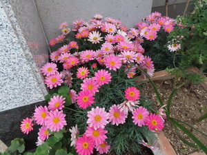 IMG_7586.jpg