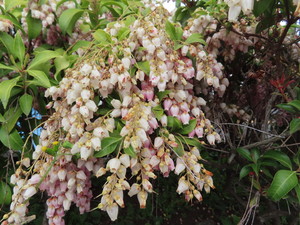 IMG_7592.jpg