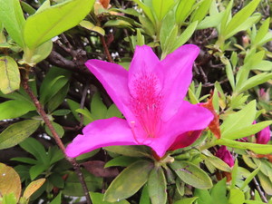 IMG_7595.jpg