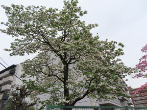 IMG_7599.jpg