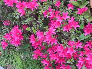 IMG_7603.jpg
