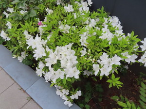 IMG_7604.jpg