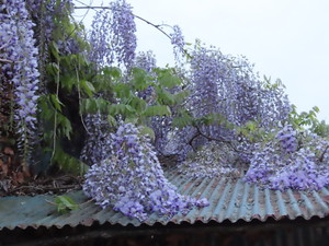 IMG_7615.jpg