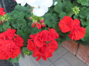IMG_7756.jpg
