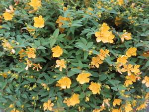 IMG_7994.jpg