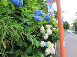 IMG_8196.jpg