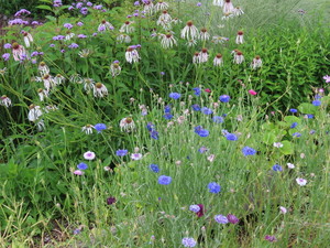 IMG_8213.jpg
