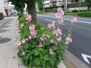 IMG_8271.jpg