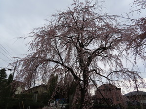 IMG_8597.jpg