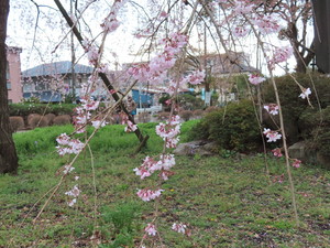 IMG_8599.jpg