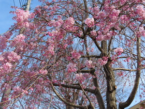 IMG_8636.jpg