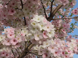 IMG_8767.jpg
