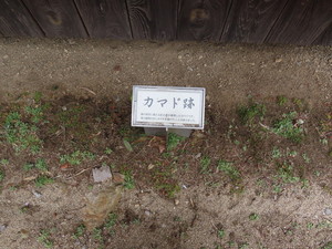 IMG_8861.jpg