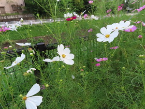IMG_9461.jpg