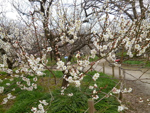 P1050604.jpg
