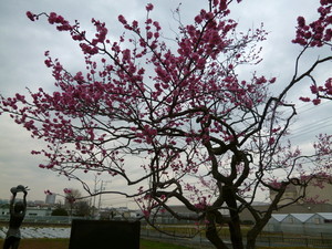 P1050653.jpg
