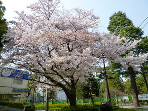 P1060411.jpg
