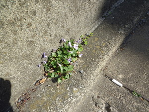 P1200227.jpg