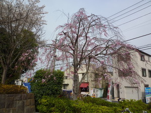 P1200474.jpg
