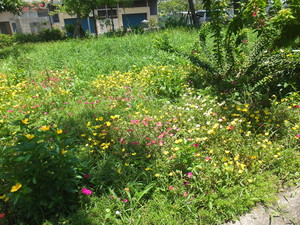 DSCF1239.jpg