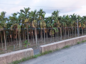 DSCF1350.jpg