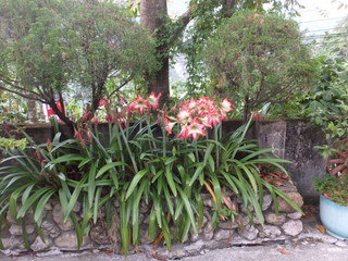 DSCF7007.jpg