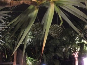 DSCF8233.jpg