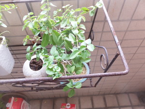 DSCF8406.jpg