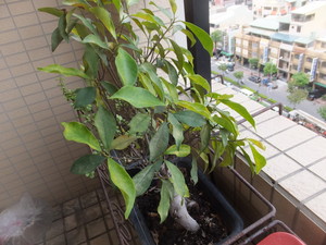 DSCF8409.jpg