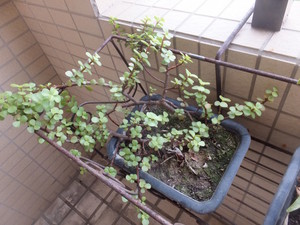 DSCF8410.jpg