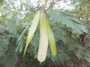 DSCF9302.jpg