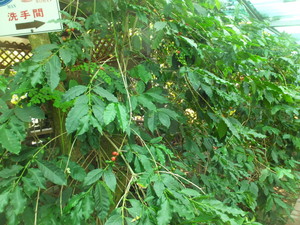 DSCF9438.jpg
